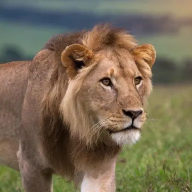 Profile image of 사자