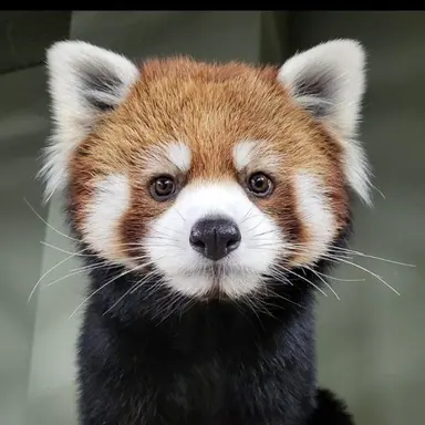 Profile image of 레서판다