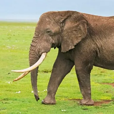 Profile image of 코끼리