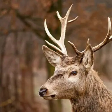 Profile image of 사슴