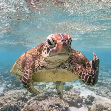 Profile image of 거북이