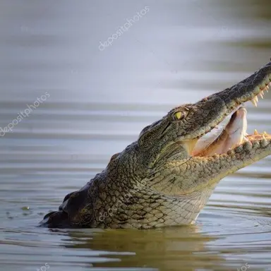 Profile image of 악어