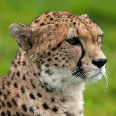 Profile image of 치타