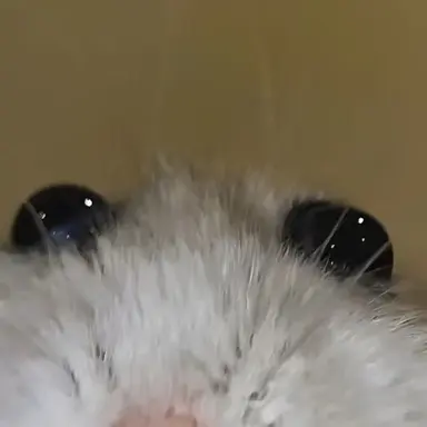 Profile image of 네루