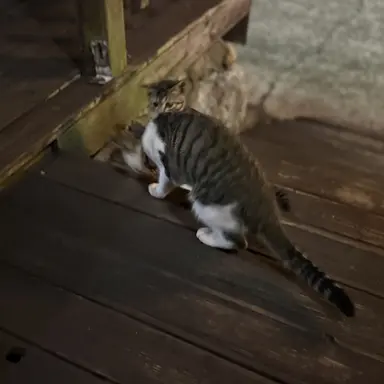 Profile image of 하영