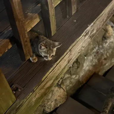 Profile image of 추영우