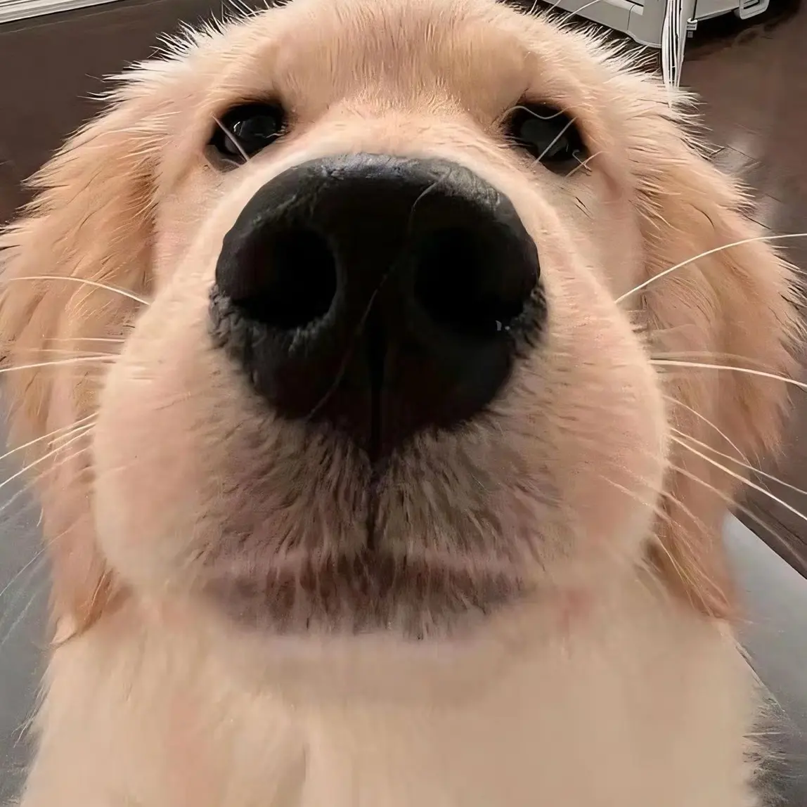 PerkyMist1426의 당신은픽셀리의동생임