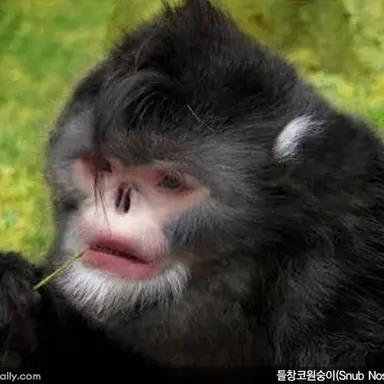 Profile image of 늑대