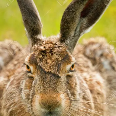 Profile image of 토끼