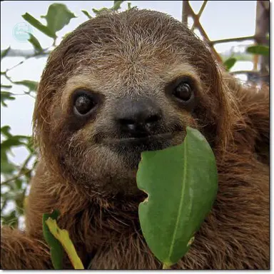 Profile image of 나무늘보