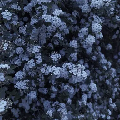 Profile image of 에들런 베일