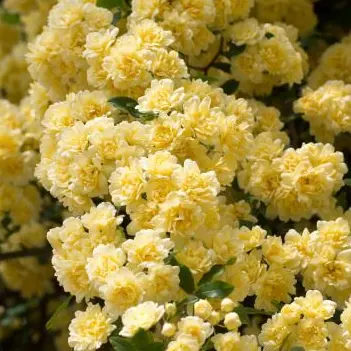 Profile image of 에들런 셰일