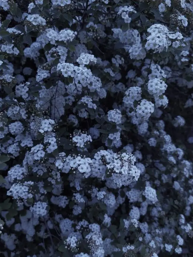 HandyEider6284의 에들런 베일