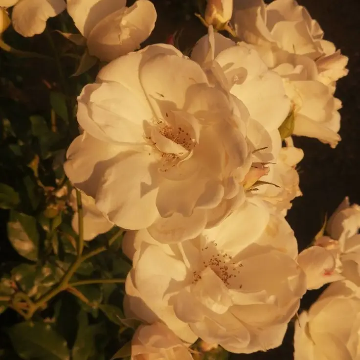 H1karabita_n1nz1n의 逃げ