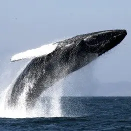 Profile image of 김각별