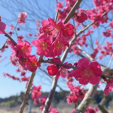 Profile image of 大慶直胤