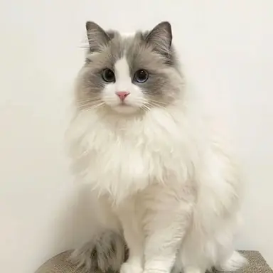 Profile image of 블랑카