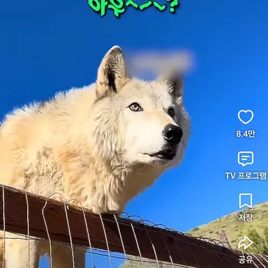 Profile image of 늑대