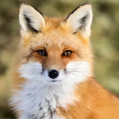 Profile image of 여우