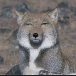 Profile image of 여우