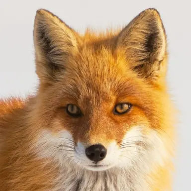 Profile image of 여우