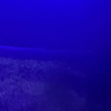 Profile image of ボム