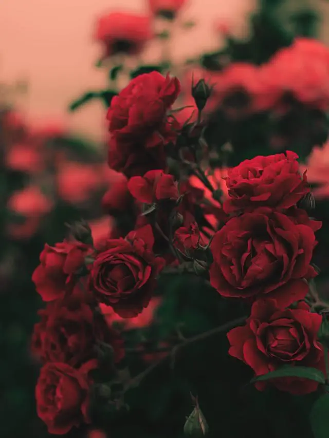 MellowRobin8212의 嗚呼、 麗しき学園ライフよ ꫂ ၴႅၴ