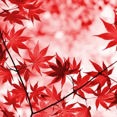 Profile image of 카에데