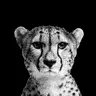 Profile image of ヘルミン