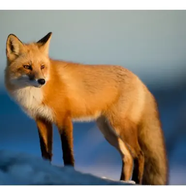 Profile image of 여우