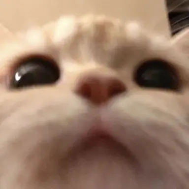 Profile image of 두부