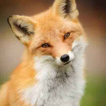 Profile image of 김여우