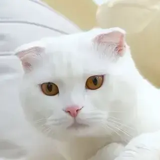 Profile image of 두부