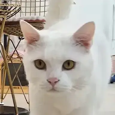 Profile image of 푸딩