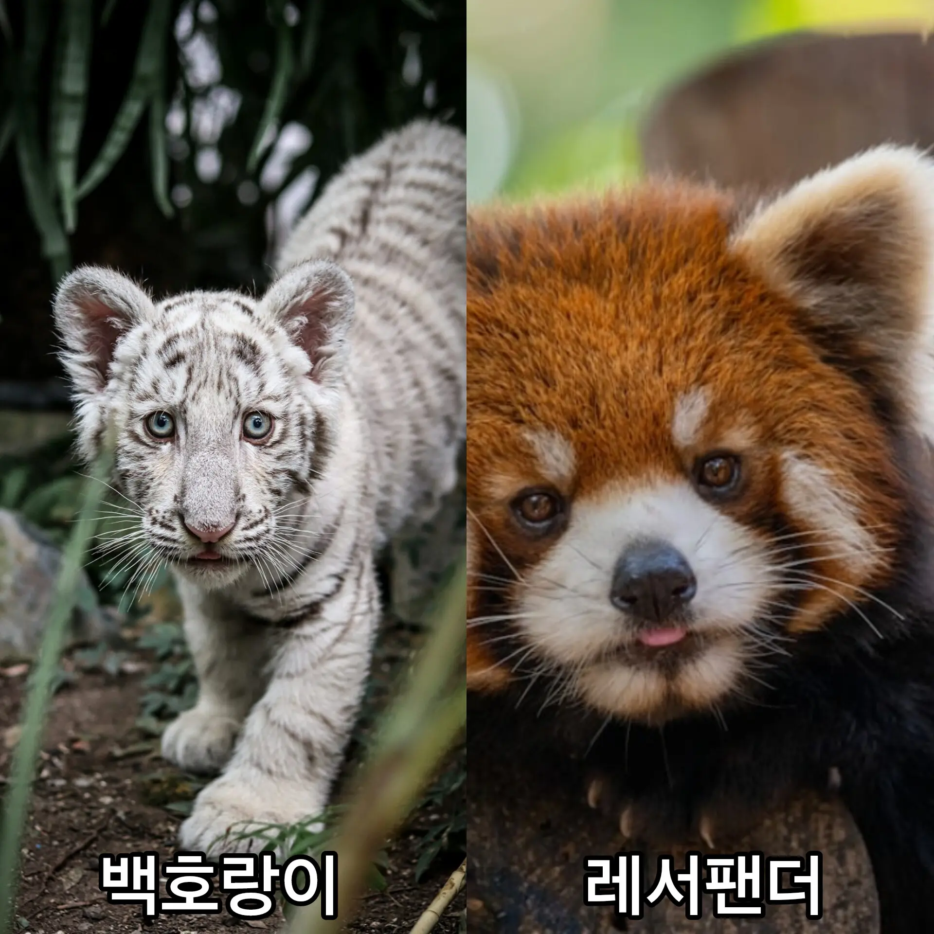 Yubin140의 @백호랑이,@레서팬더
