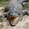 Profile image of アグ