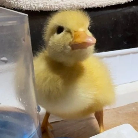 꽥꽥이