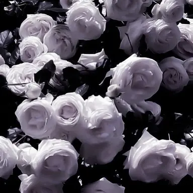 Profile image of 深澤辰哉