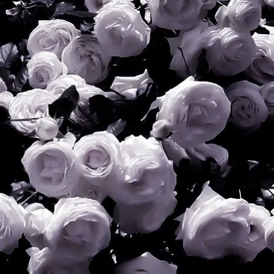 VioletBooby3058의 私のお隣さんは  .