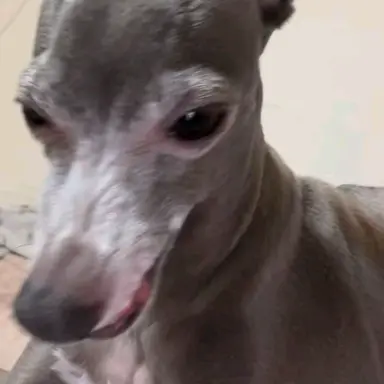Profile image of ギュビン