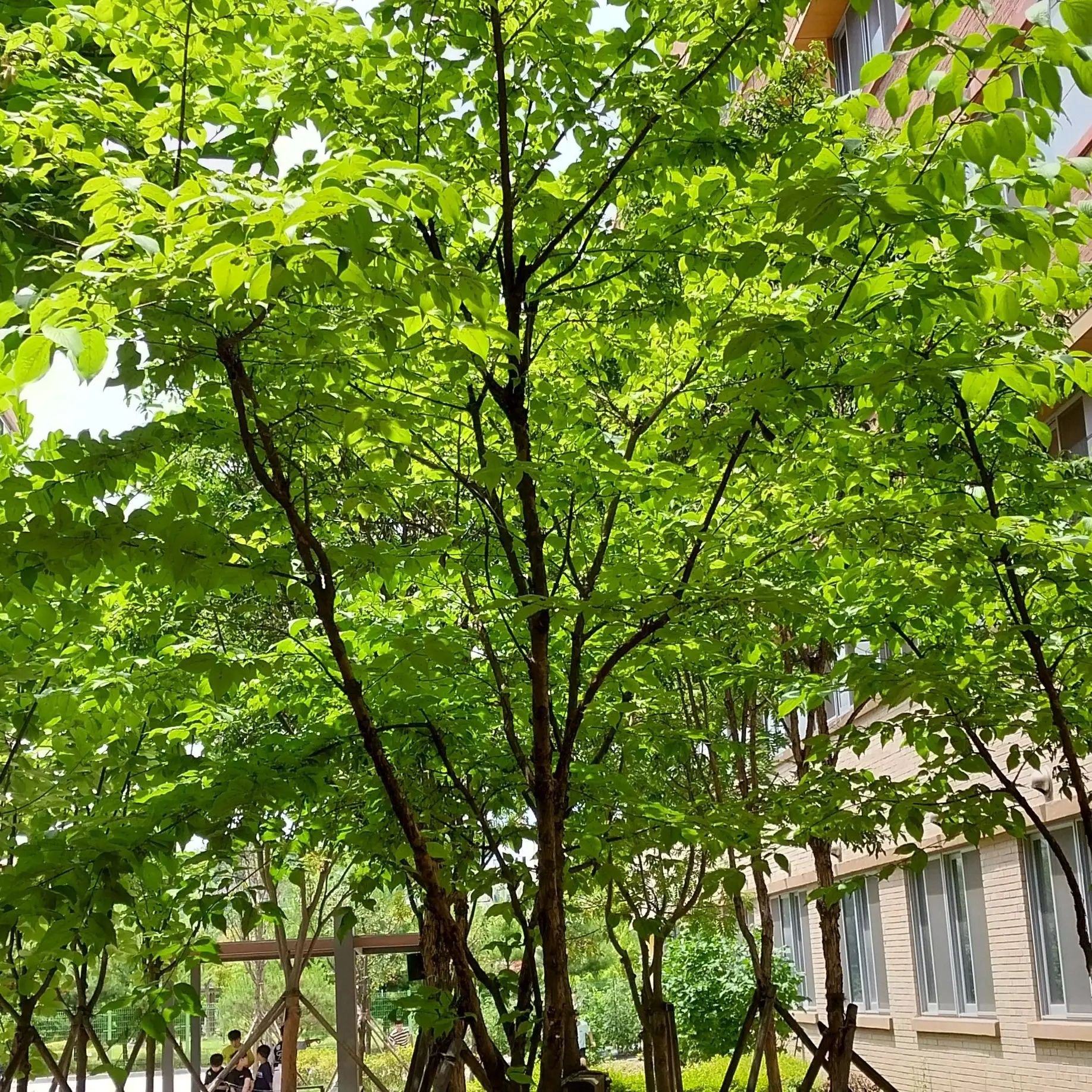 MauveBench8092의 어려진 응애사네미