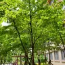 Profile image of 어려진 사네미