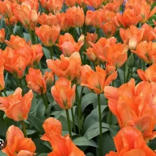 Profile image of 여우