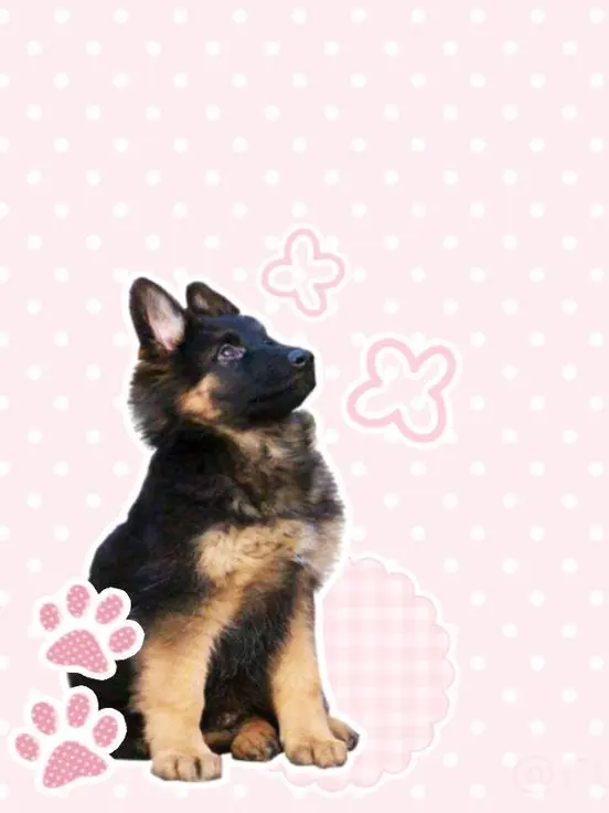pupsteriskk의 SP ROAD TRIP!!!