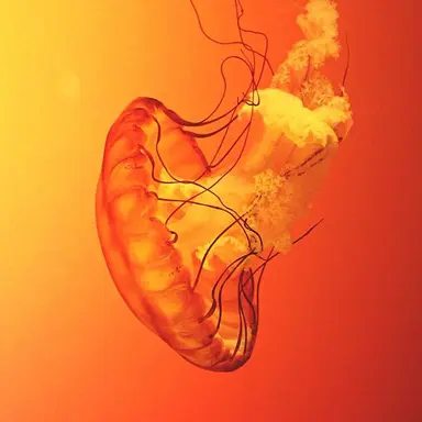 Profile image of 덕순경