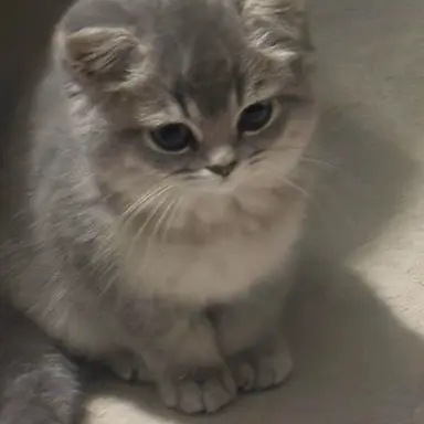 Profile image of 회색 고양이