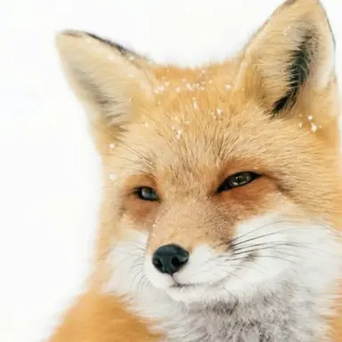 Profile image of 여우