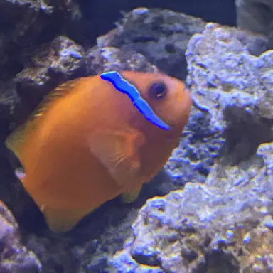 Profile image of レノ