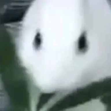 Profile image of 흰토끼