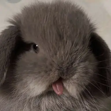Profile image of 회색토끼